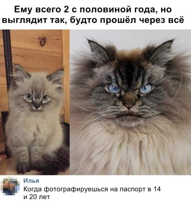 100% ржака, от которой будет болеть живот. Гарантия качества!