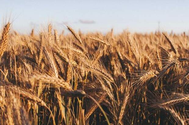 Непогода в РФ может повлиять на стоимость пшеницы