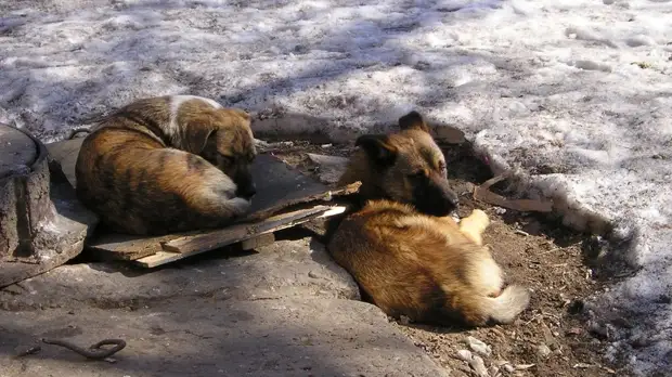 В Астраханской области возбудили дело о халатности из-за массовых нападений собак