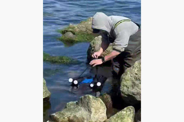 На черноморском побережье волонтеры спасли морскую свинью