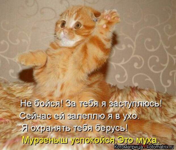 Свежий сборник котоматриц (34 шт)