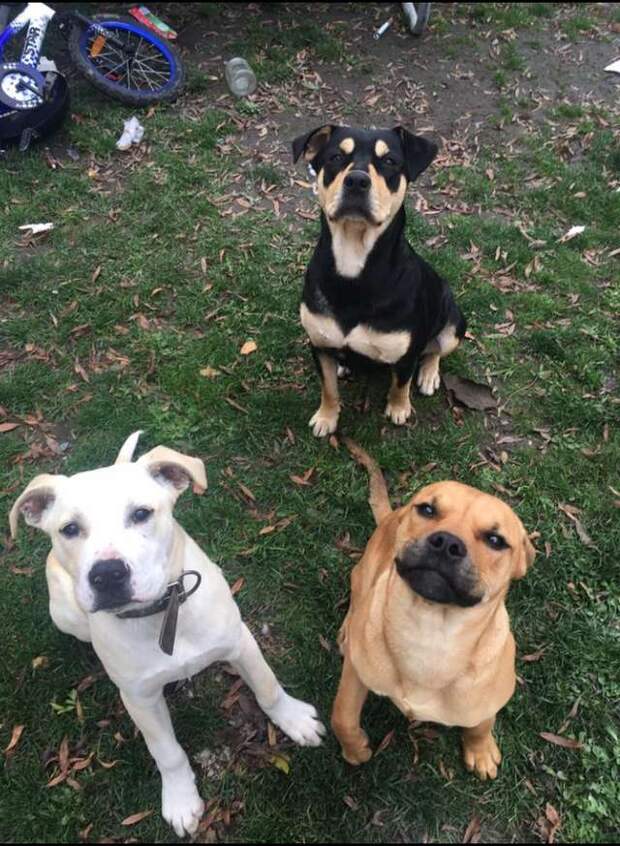 трое собак на улице