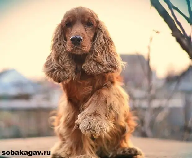 Английский кокер спаниель собака. Описание, уход и цена английского кокер спаниеля