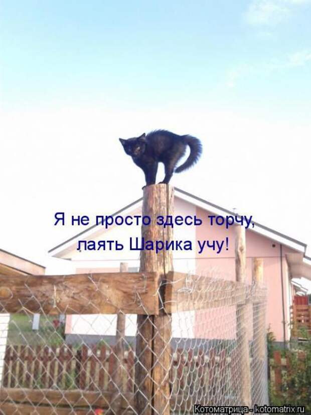 Котоматрицы(картинки с надписями)