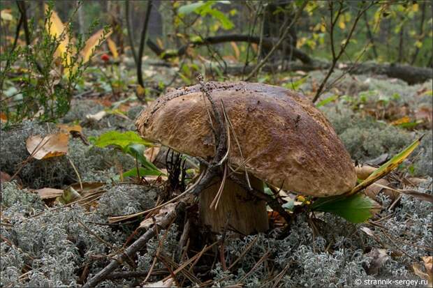 Лес грибы белый гриб боровик