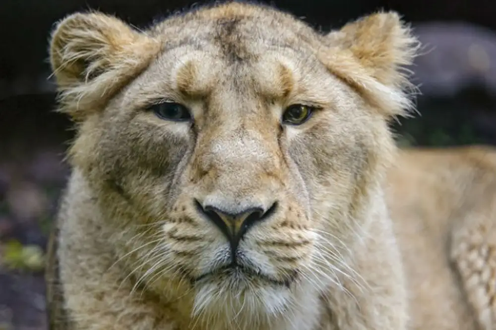 Лев. Лев. Лев. Картины с животными. Карликовый лев.