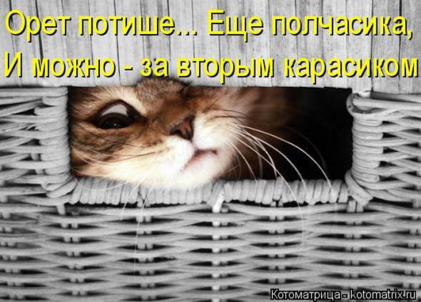 Котоматрицы (картинки с надписями)