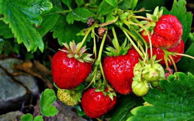 5 причин, почему ведра не подходят для сбора клубники: как сохранить ягоды
