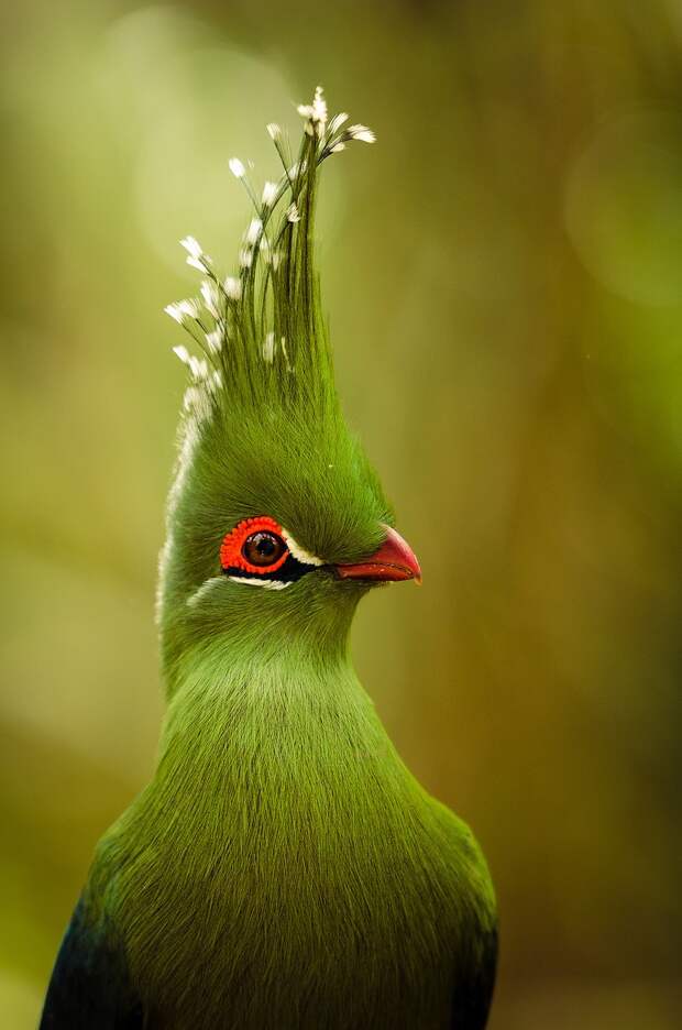 exotic-birds-14