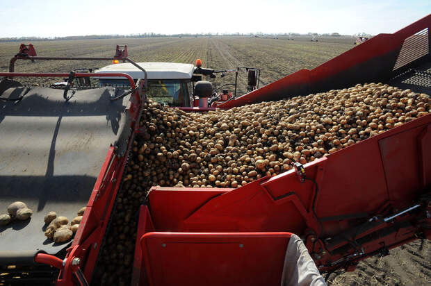 116 Как производят чипсы Lays