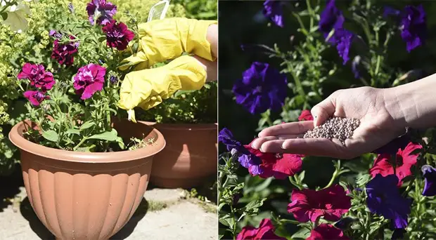 Что нужно обязательно сделать в июле с контейнерными цветами, чтобы они шикарно цвели до осени