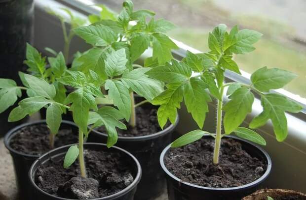 6 правил здоровой и крепкой рассады томатов. Советы опытного садовода