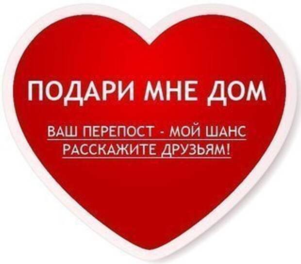 Когда-то у неё было домашнее прошлое, потом она пережила все испытания бездомыша...