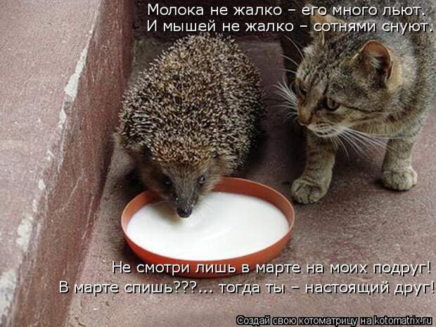 Лучшие котоматрицы недели (50 фото)