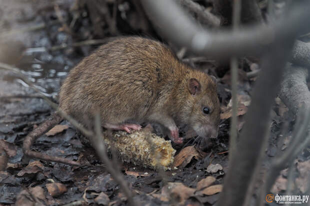 Крысы под прицелом. Петербургский Роспотребнадзор объявил режим усиленной борьбы с грызунами