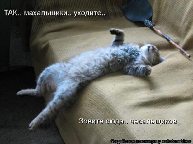 Свежая котоматрица (33 фото)