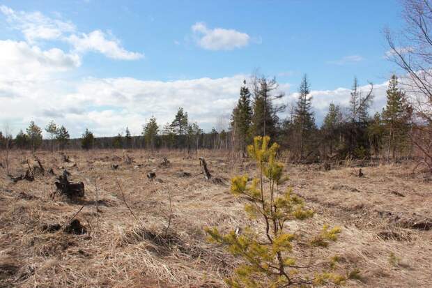 Охота в России: пять системных проблем и как их решить