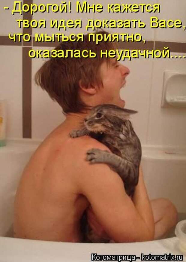 Лучшая котоматрица недели (35 фото)