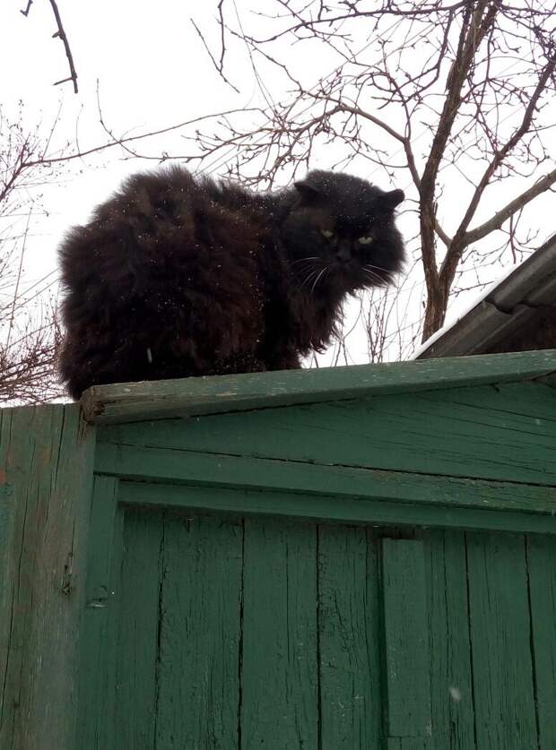 Очень колоритные уличные коты. Часть 3: спецвыпуск в честь Дня кошек в России города, день кошек в России, кошки, эстетика
