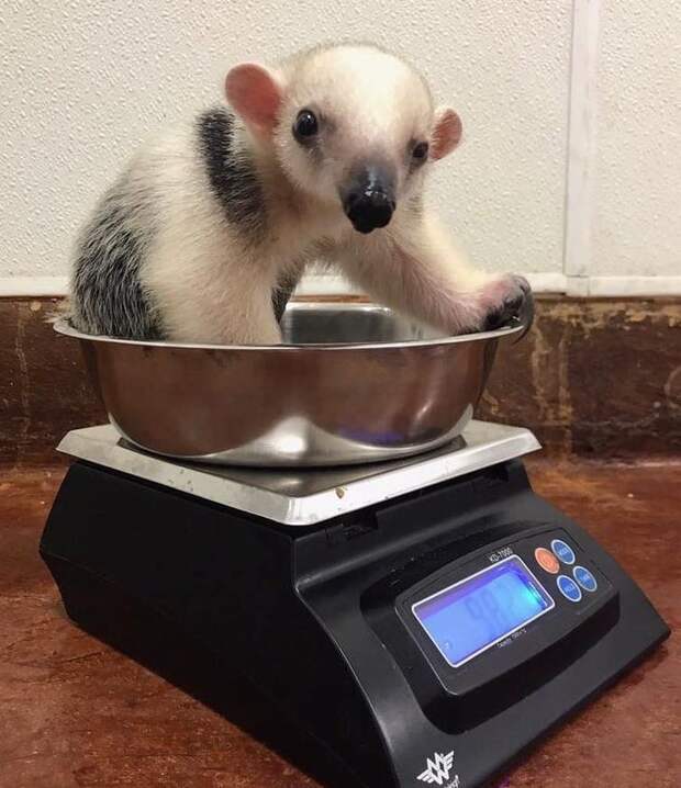 Bigpicture ru adorable baby animals 25
