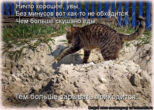 Лучшие котоматрицы недели (50 фото)