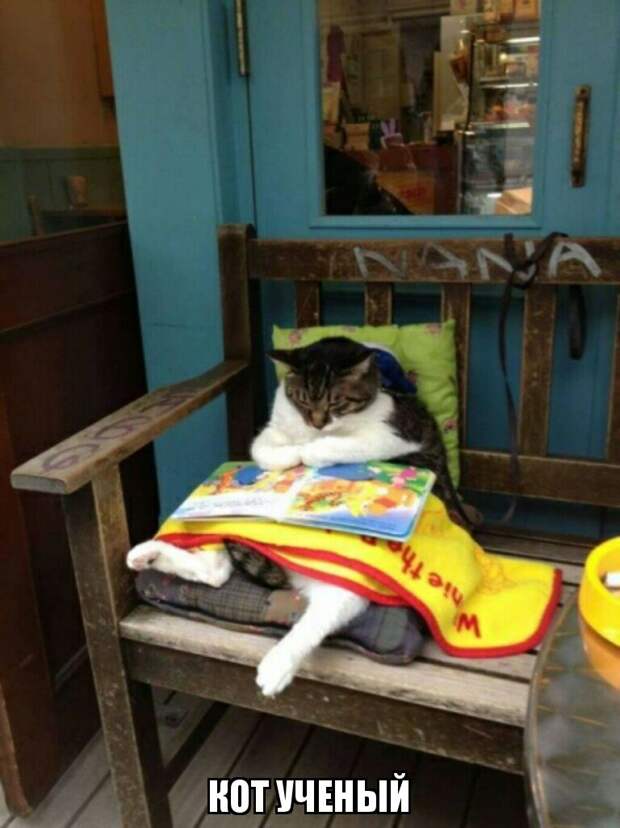 Субботний котопост коты, кошки, приколы с котами., смешные коты