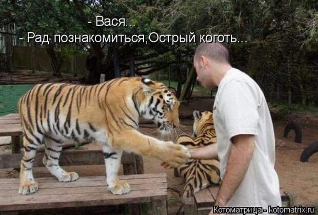 Котоматрицы великолепные, каждая с кусочком позитива и хорошего настроения!!!