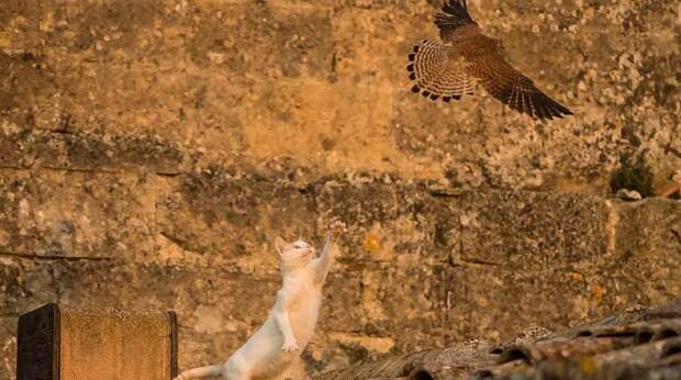 12 самых смешных фото котов и кошек за всю историю конкурса Wildlife Photographer of the Year