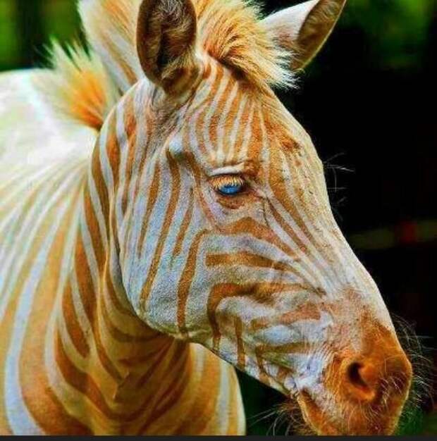 источник https://i.pinimg.com/736x/74/08/80/74088071f769cc92dbea26fc203ba7ef--gold-stripes-the-stripes.jpg