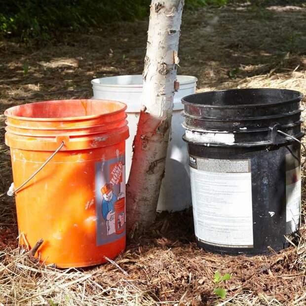С помощью пластиковых ведер можно сделать капельный полив для дерева. /Фото: familyhandyman.com
