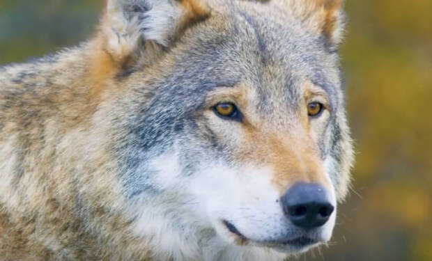 Пенсионер освободил из ловушки волка. Через год волк вернулся и помог найти потерявшегося внука