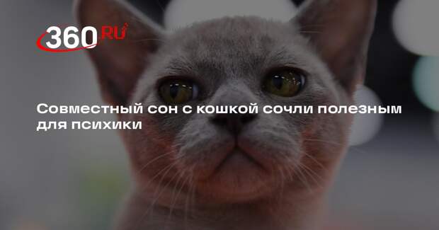 Минздрав Карелии назвал плюсы и минусы совместного сна с кошками