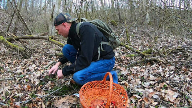 В Роскачестве предупредили россиян о штрафах за сбор грибов весной