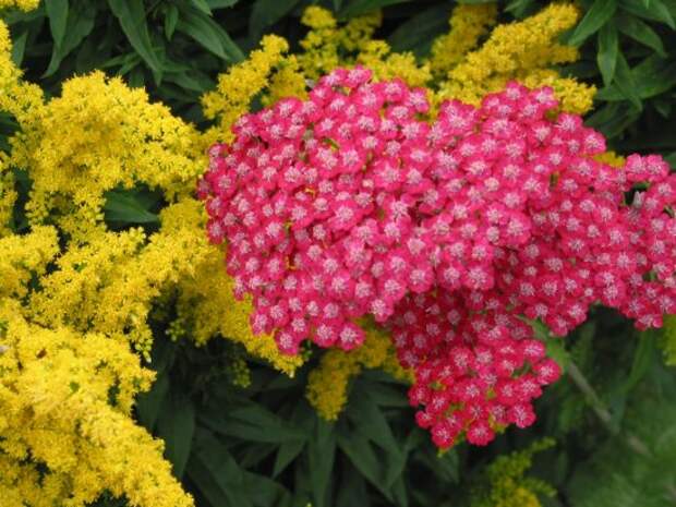 3c56cf7733.achillea-millefolium-rubin.jp