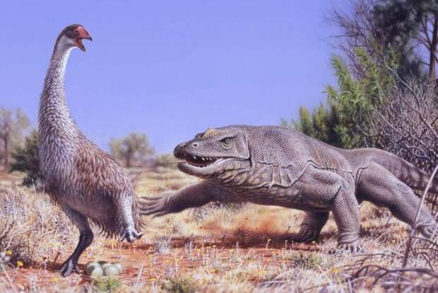 Самые большие животные, которые жили в Австралии тысячи лет назад