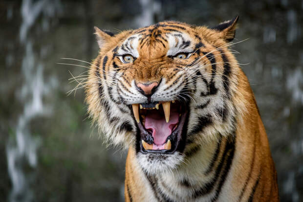 Тигр растерзал носорога в заповеднике