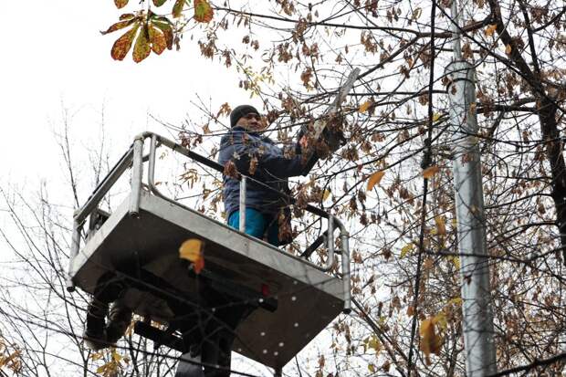 Обрезка веток на Есенинском бульваре. Фото: Григорий Матвеев