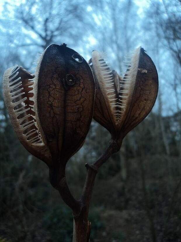 Семенные коробочки Кардиокринум гигантский (Cardiocrinum giganteum) Семенные коробочки Кардиокринум гигантский (Cardiocrinum giganteum)