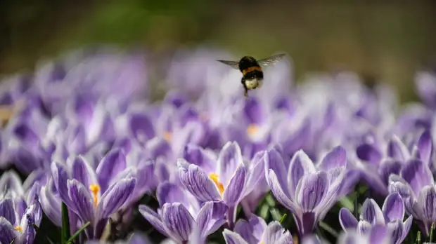 В Москве появятся сады ландшафтных дизайнеров из девяти стран