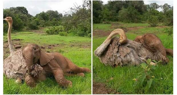 Осиротевшие страус и слоненок подружились и поддержали друг друга всем добра, приют для животных