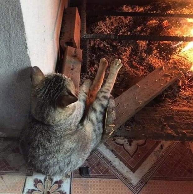 смешной кот кот греется