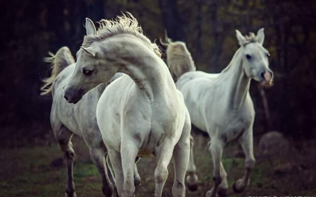 Белые лошади. 