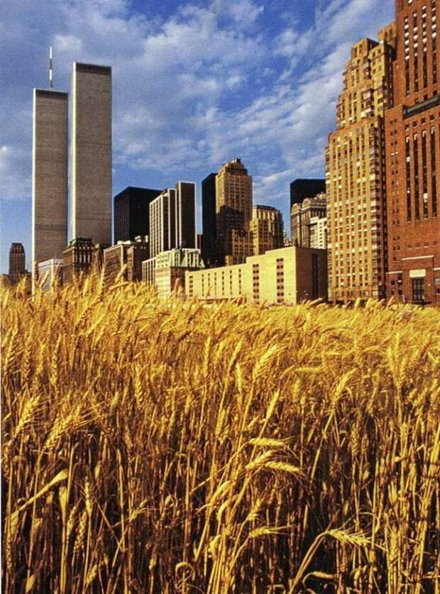 Это не фотошоп - пшеничное поле на Манхеттене