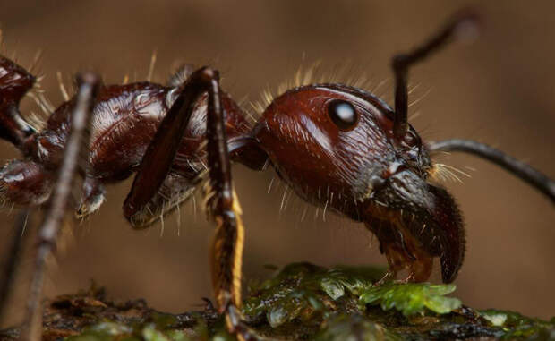 Огненные муравьи Злобные муравьи Solenopsidini закрепляются на теле жертвы, а затем впрыскивают яд жалом, расположенным в брюшном отделе. Токсичный алкалоид соленопсин вызывает у человека ощущения, сходные с сильным ожогом.