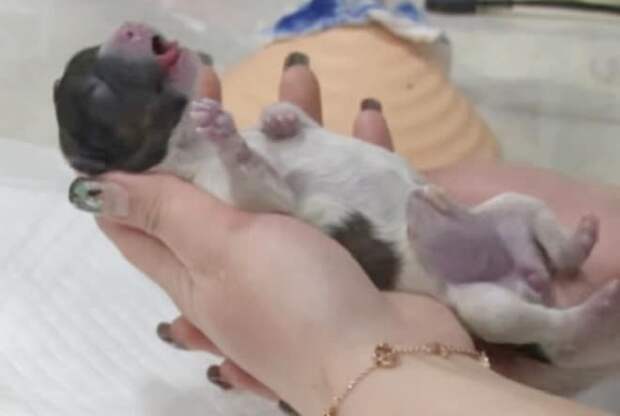 Щенок высунул язык Щенок маленький