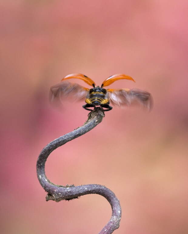 На старт, внимание, марш. Автор фотографии: Daan de Vos.