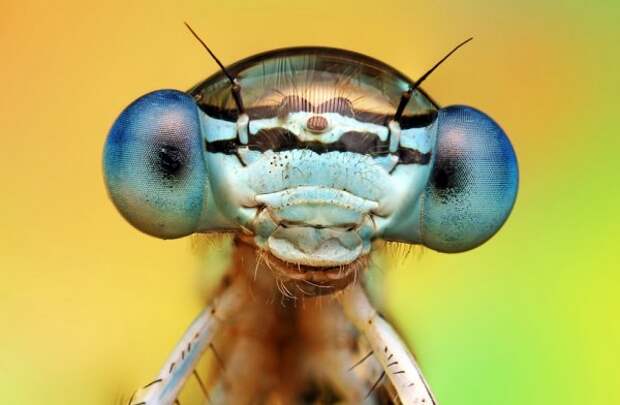 Макрофотографии насекомых от Ondrej Pakan (47 фото)
