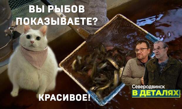 Северодвинск в деталях: как на Солзе выращивают красную рыбу