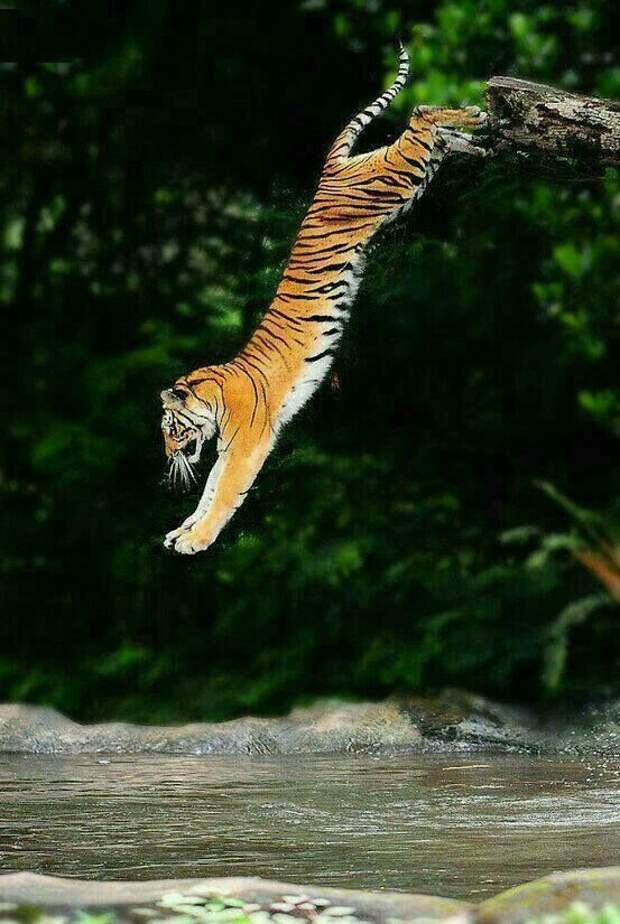 Тот момент когда летают те, кто летать не может животные, красота, полет, природа, прыжок, удживительное