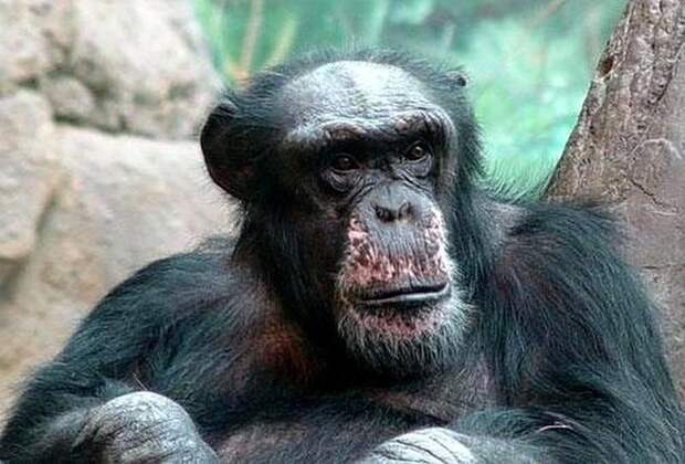 Самцы обезьяны лысеют точно также, как и мужчины. животный мир, информация, юмор